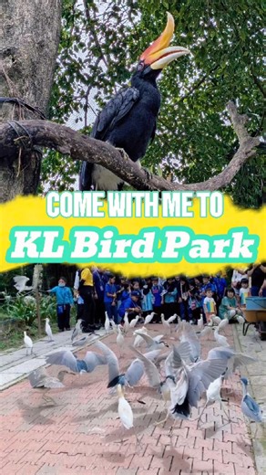 Top Travel Pick for Family: KL’s Famous Bird Paradise! Step into the world’s largest free-flight aviary at KL Bird Park and discover a tropical paradise like no other! 🐦 Home to 3,000 birds and 200 exotic species. 🦜 Enjoy interactive feeding sessions and rare encounters 🎭 Be captivated by the awe-inspiring Bird Performance Show 📍 In the heart of KL City Center (Within walking distance) Perfect for nature lovers, families, and travel enthusiasts!💚 🎉 Buy the tickets now and save 10%! Don’t m