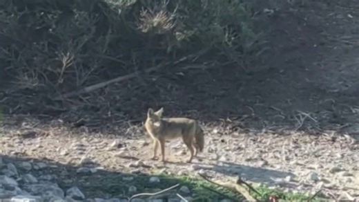 Coyote spotted swimming near Alcatraz Island makes it to the island
