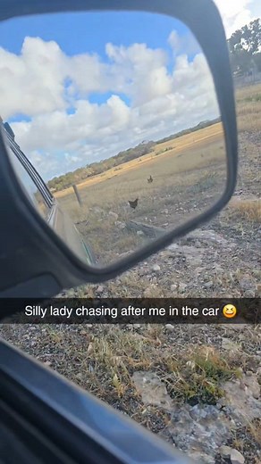 We’ve all heard of dogs chasing cars……but have you ever seen a chicken give it a go? This one cheeky girl loooooves chasing the car, every single time 😆 No matter where we’re going on the property, she’s right behind us like she’s part of the pit crew! Life at Coodlie Park is never boring… and clearly, neither are the chickens! #CoodlieParkEcoRetreat #CampCoodlie #FarmLife #CoodlieNatives #ChickensOfInstagram #Chooks #EyrePeninsula #EcoRetreat #CountryLife #Farmanimals #FarmHumour #SillyChicken