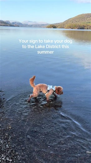 Get that Lake District trip booked, it’s super dog friendly🤍🐶🐾 #fyp #cavapoo #lakedistrict #dogfriendly