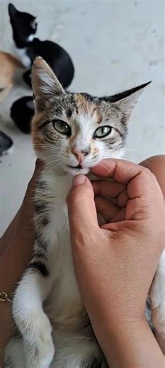 Adorable Kitten Shows Affection to Owner | Cute Cat Love