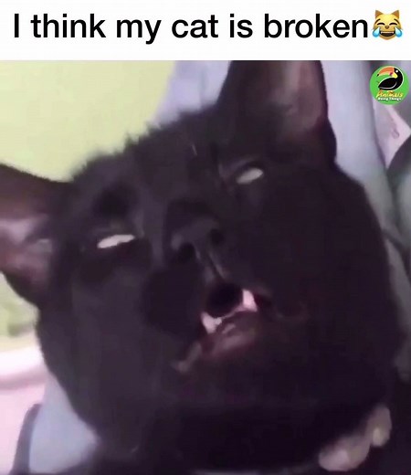 What is wrong with cats 😂 | Animals Doing Things