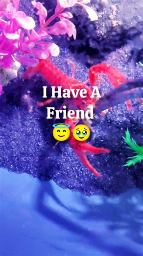 This tiny creature steals the show every single time 🦞 #crayfish #satisfying