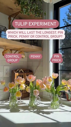 The great tulip experiment continues! I tried the pin prick method (which is meant to help tulips perk back up), the penny drop (copper is a fungicide) and left one bouquet alone. Looks like they lasted the same amount of time and perked up on its own! What do you think? I’m still going to use the pin prick method and the penny drop! What should we try next?! I heard vodka, bleach and sprite works 🤔 #tulips #tulipseason #flowertips #flowerpower #tuliptime