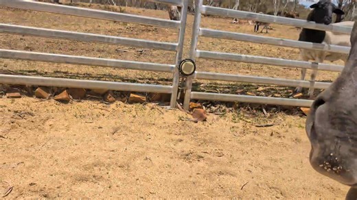 Our poddy Brumby Bluey, now nearly 3, was having a rest after windy wild weather this morning. The whole mob is enjoying the pine saw dust pellets we put through the yards. Poddy foals can grow into difficult horses to handle. And brumby boys are also very 'mouthy'. However allowing them to be raised by an adopted mum like our brumby Sammy and live with the other herd members is the key. Wait till they're old enough and mature enough, about 5 years before you do command training. And never ride 