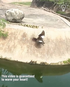 311K views · 3.5K reactions | Adorable mama duck shows ducklings how to swim! | Beautiful World | Facebook