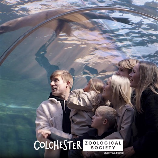 🐘 Visit the Zoo this February Half Term and explore the wonders of wildlife 🐾 From 14th – 22nd February, enjoy a paw-some day out with the whole family! 👉 Pre-book now to save at https://www.colchesterzoologicalsociety.com/event/february-half-term/ | Colchester Zoo