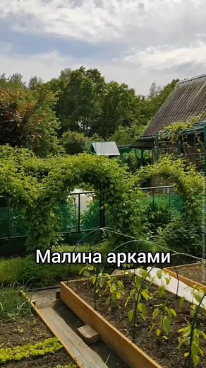 ЛАНДШАФТНЫЙ ДИЗАЙН◾ДАЧА◾САД on Instagram: "МАЛИНА АРКАМИ Зачем? Смотрится интересно! Собирать удобно! Экономит место на участке! В качестве каркаса металлические 4х-метровые дуги Ширина ~1,5м Высота ~1,3м Для дополнительнои‌ опоры между ними заколочены небольшие железные колышки. За листочками их не видно Конструкцию не убираем круглый год! 🌱 У каждой "ноги" по 2-3 саженца. Корень посажен у основания дуги, а макушка огибает арку С противоположной стороны другая макушка растет навстречу У нас та