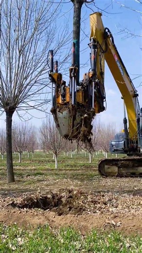 Master Tree Digging: Quality Assurance Secrets for Pros