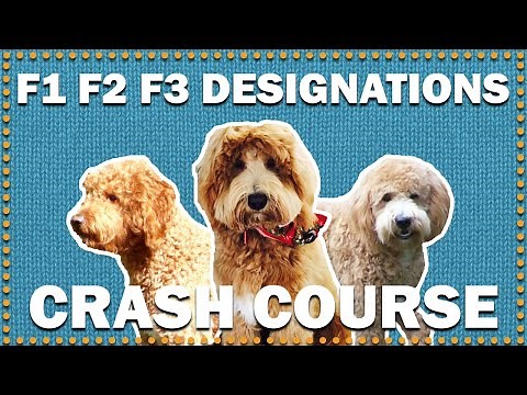 What Does F1, F2, F3, F1b & F2b Generations Mean? | CKC's Talkin' Dogs List Show