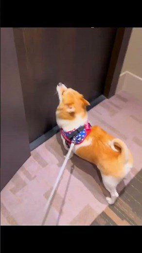 Luxury Dog Hotel: Spoil Your Pup with Premium Comforts!
