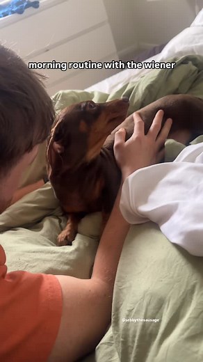 the wiener is very vocal in bed 😂 #minidachshund #dachshund #sausagedog #wienerdog #doxen dachshund puppy, cutest puppies, small puppy, miniature dachshund, mini dachshunds, things I love, dachshund puppy mini, Dachshund behaviour, mini dachshund, cute small dog, Clingy dog, Tell Me Your Dog Is Clingy, puppy sounds, sebbythesausage, dog whining, dog lips, dog howling, dachshund miniature, dog noises | Sebbythesausage