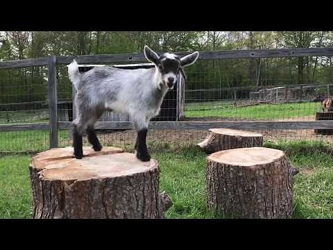 Crazy Goats!