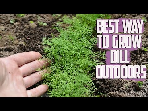 Best Way To Grow Dill Outdoors - How To Grow Dill From Seed