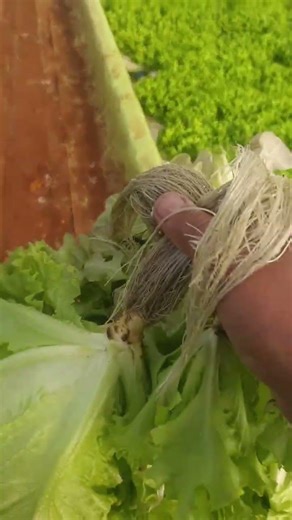 Hydroponic Farming DWC System #gardening #hydroponicnutrients #lettuce