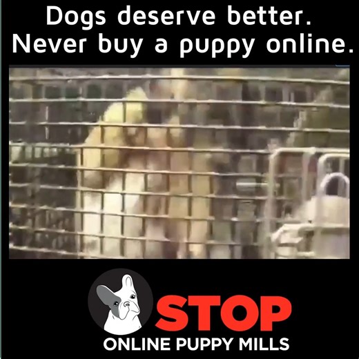 Dog deserve better. They should not be commercially bred in high volume dog breeding kennels that sell puppies on beutiful websites that look legitimate. If you can't meet the mother dog, in person, to see her mental and physical conditions. Don't buy the puppy. #puppymillshideinplainsite #puppymills #stoppupemills #Puppiesforsalenearme #ilovemydog #puppyloversoftiktok #shoppingtime | Stop Online Puppy Mills