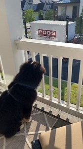 10K views · 60 reactions | Everyone loves seeing PODZILLA in action, including this pup.  Our state-of-the-art level-lift system helps us move your container while minimizing shifting what’s inside. Learn more at: PODS.com/Moving_FB : Riggie the Berner | PODS Moving & Storage | Facebook