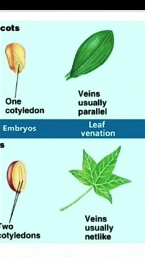 difference in monocot and dicot