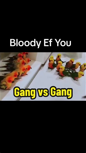 #birds #gangs #parrots #parakeets #arguing #fighting #battle #pets