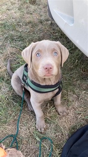 You need a dog 🐶 #fy #silverlab #silverlabrador #dogsoftiktok #puppy #foryou #foryoupage #fürdich #silverlabsoftiktok #foryoupageofficiall