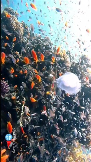 A breathtaking journey under the surface of the Red Sea 🌊🐠 Two divers exploring a world full of vibrant coral reefs, colorful fish, and endless marine wonders. Every moment beneath is pure magic. #RedSeaDiving #ScubaAdventure #UnderwaterMagic #CoralReef #MarineLife #Dahab #OceanLovers #ScubaDivingLife #ExploreUnderwater #DiveWithUs #UnderwaterParadise #followandshare | Red Sea Diving