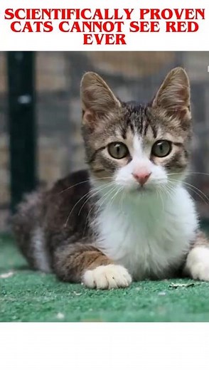 Inside a Cat’s Eyes: A World Without the Color Red