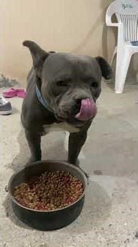 Cuanto come firulais american bully blue