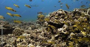 Maori Snapper and Bluelined Snapper fish swim near coral reef in the Pacific Ocean. Underwater life with school of tropical fish moving in the water. Diving in the clear water.