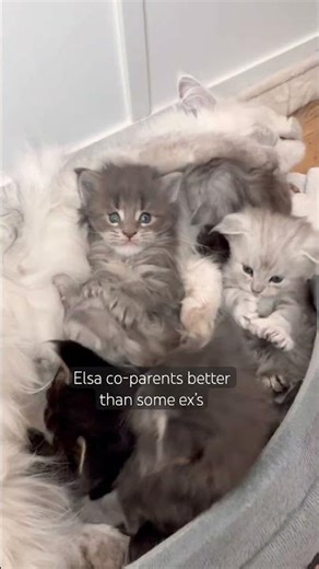 Maine Coon co-parenting
