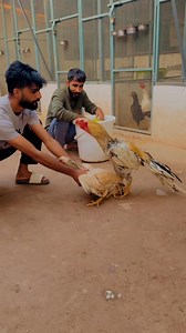 583 reactions · 120 shares | ParrotBeakLongTailAseel || Business Deals || Buy this pair from us today and run your business from home. 03130040776 | Bird's shelter | Facebook