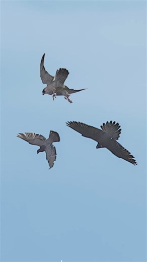 591K views · 10K reactions | Peregrine Falcons hunting a Rock Pigeon near their nest. #falcon #peregrinefalcon #birdsofprey #reelsfb2024 #reelitfeelit #explorerpage | Tohid Azimi | Facebook