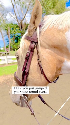 Palomino Paint Horse Show Jumping