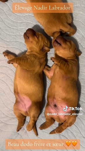 L’élevage de Labrador Retriever, Nadir Labrador vous montre ces deux magnifiques chiots de couleur jaune redfox. Frère et soeur âgés d’une semaine. #nadirlabrador #eleveurlabradorretriever #labradorretriever #eleveurcanin #labradorbreeder #labradorjaune #labradorredfox