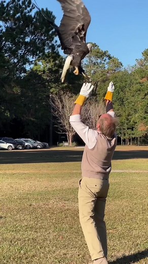Adult Bald Eagle Release After Successful Rehab