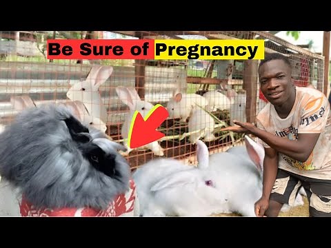 Steps to follow to make sure your female rabbit gets pregnant