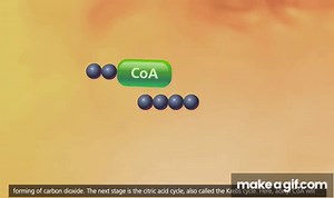 Cellular Respiration  Glycolysis, Krebs cycle, Electron Transport 3D Animation on Make a GIF