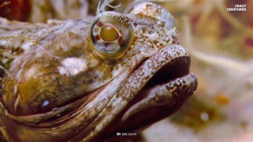 Watch what happens when two males lock jaws in a brutal display battle