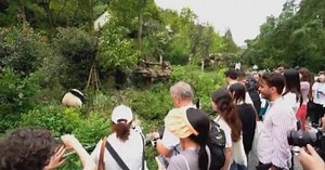 Real giant pandas capture hearts of int'l filmmakers nominated for Golden Panda Awards