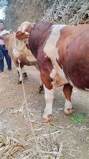 Just a real Simmental bull, big headed, strong for raising 4