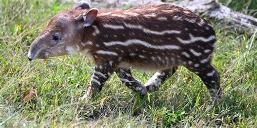 Zoo announces birth of endangered Baird’s tapir