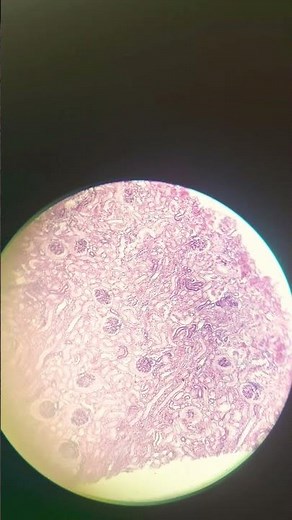 Epithelial tissue #microscopy