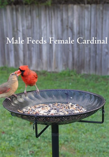 Northern Cardinal Feeding Behavior Explained