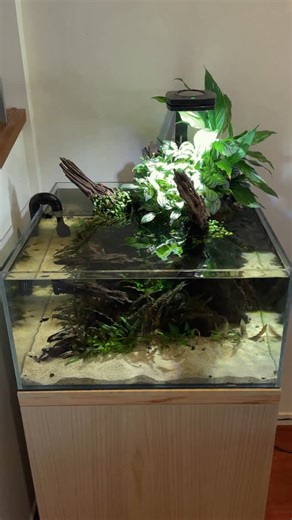 I set this low tech aquarium up for a friend almost 3 years ago now. Designed to be very low maintenance it incorporates slow growing Cryptocoryne under water and some houseplants above water to help with the nutrient uptake. With its low stocking levels it only needs a waterchange every few months. #aquascape #plantedtank #lowtechtank #natureaquarium | Qball Aquatics