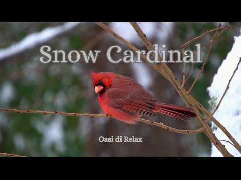 Red Cardinal in Snow with Soft Piano | Peaceful Winter Nature Sounds