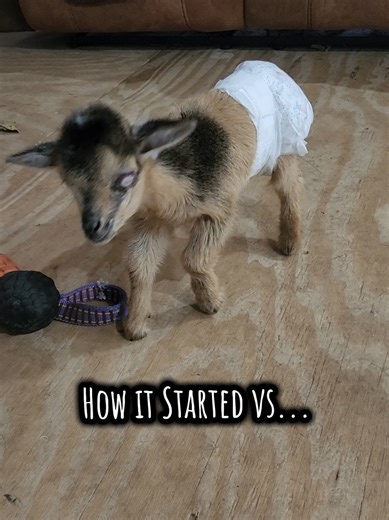 Growing Up with Bug: Our Journey in 2 Months