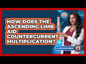 How Does The Ascending Limb Aid Countercurrent Multiplication?
