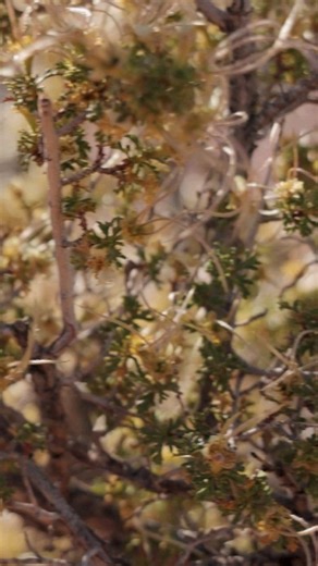 Moab, Utah: The Off Grid Trailers convoy in all its glory! 🏞️🚙 . .. ... #OffRoad #Overlanding #4x4 #AdventureAwaits #ExploreTheWild #OffGrid #TrailBlazing #OutdoorAdventures #ExploreMore #JeepLife #GetDirty #moab #OffRoadingFun #OffRoadNation #OverlandLife #OffTheBeatenPath #RoamTheEarth #OffRoadCommunity #OverlandExploration #DirtRoads #NatureLovers #CampLife #4WD #OffRoadAdventure #TrailLife #WildernessExploration #OffRoadFamily #OutdoorLife #OverlandBound #ExploreWithUs | Off Grid Trailers