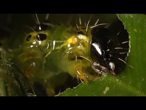 Box Tree Moth Life Cycle - Feeding and Defecating (Documentary)