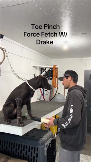 Flying C Kennels on Instagram: "Force Fetch W/ Drake Day 4. I’ve got a couple retriever training spots open if anyone’s looking just DM me. #retrievertraining #duckdog #dogtraining"