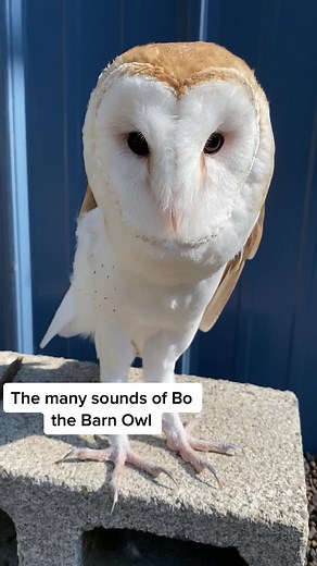 Fascinating Barn Owl Sounds and Calls Explained
